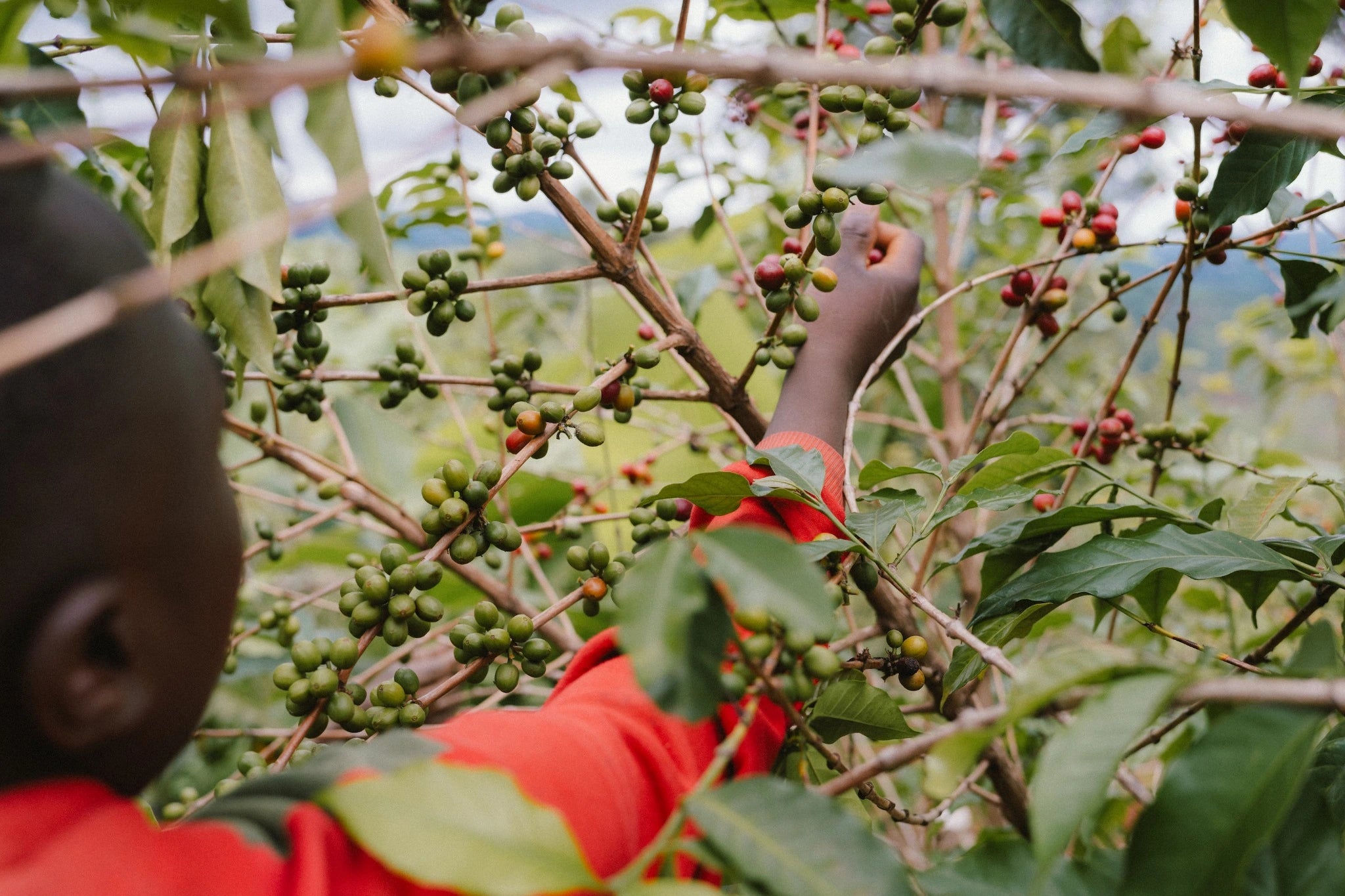 Picking coffee cherries on a coffee farm