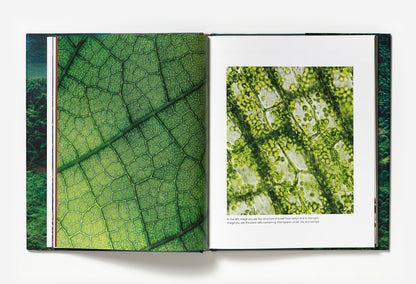 Coffee from Seed to Harvest double sample page with images 